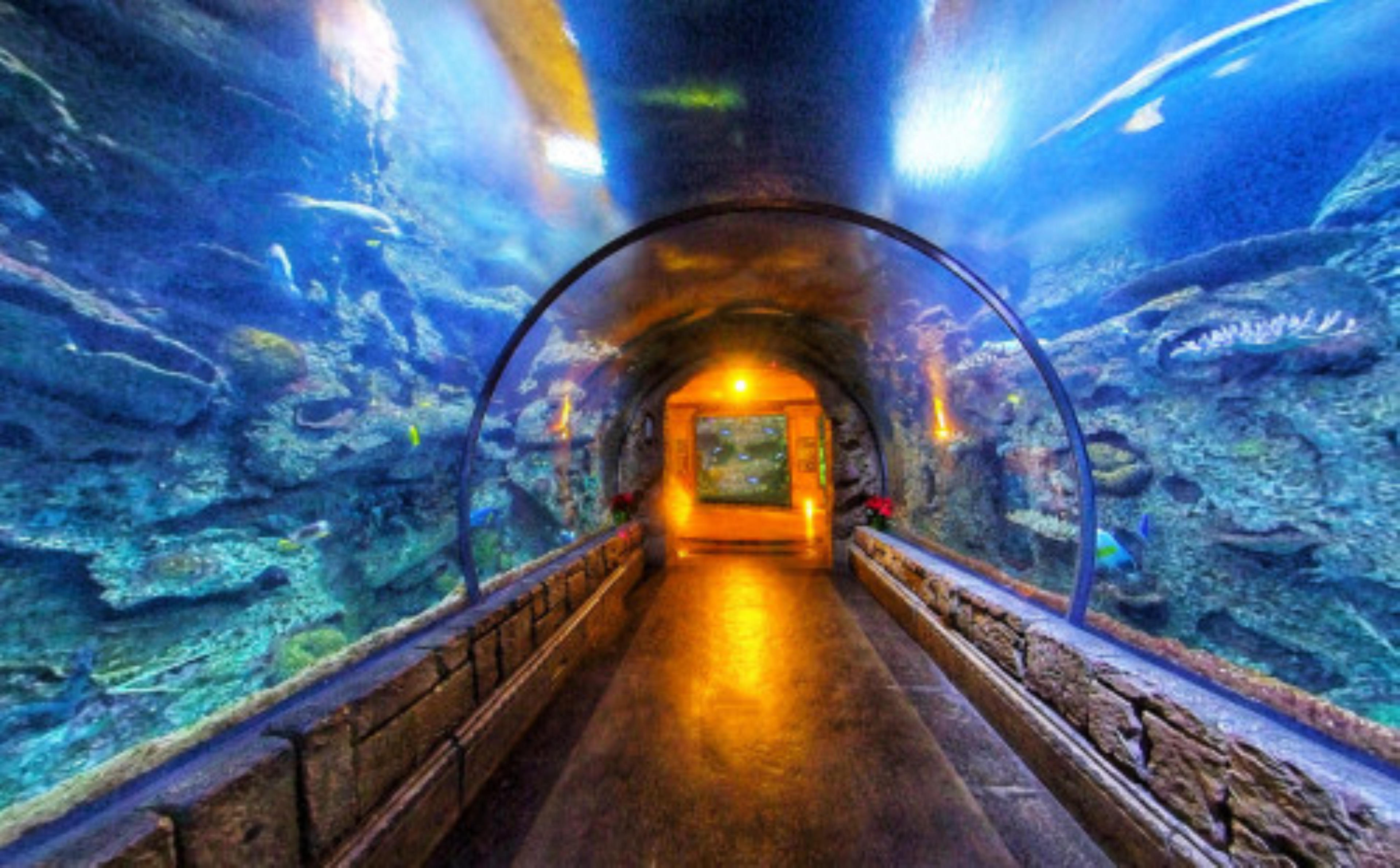 Shark Reef Aquarium at Mandalay Bay, Las Vegas, USA virtual tour preview