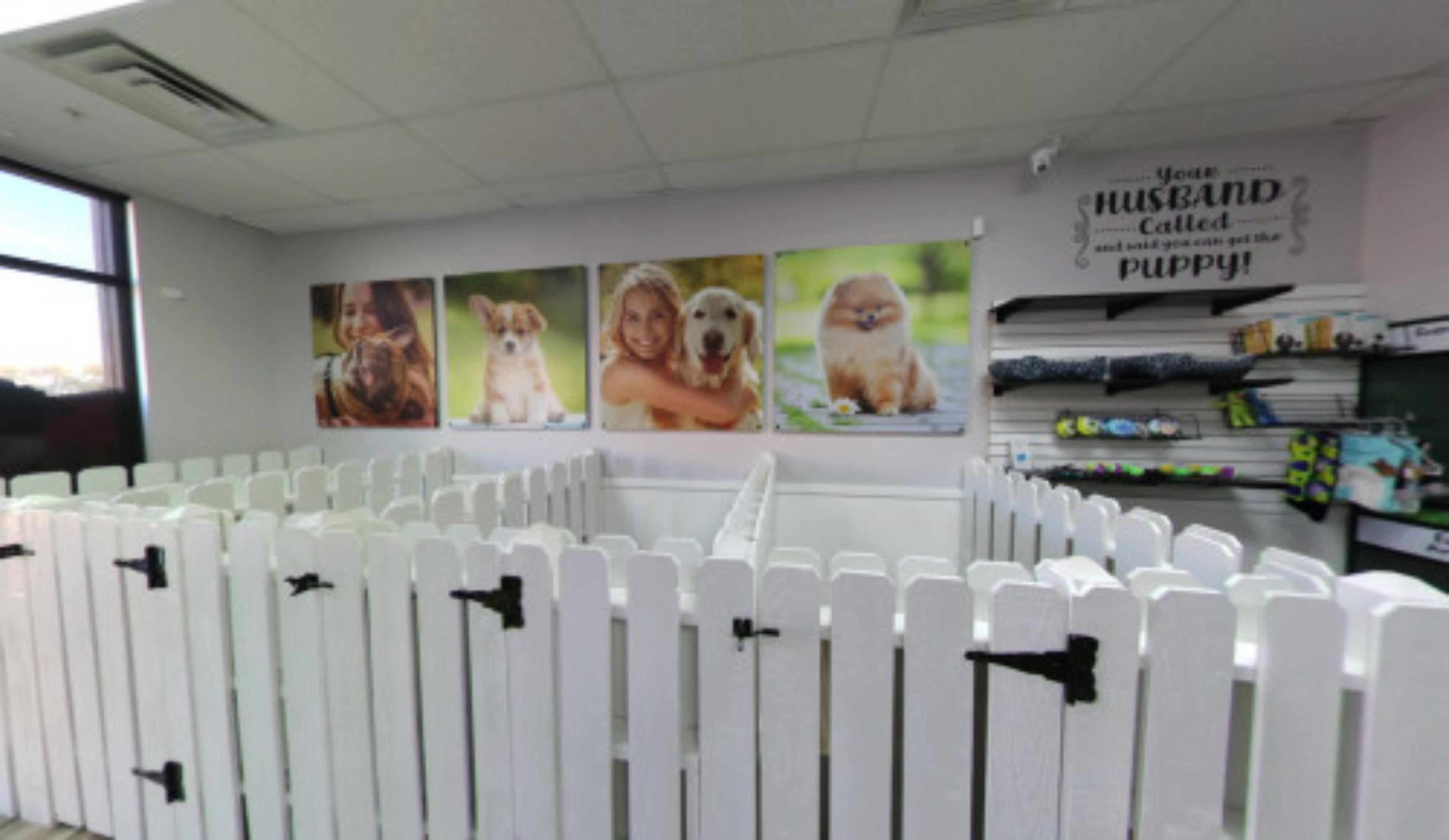 The Puppy Store Las Vegas, USA virtual tour preview