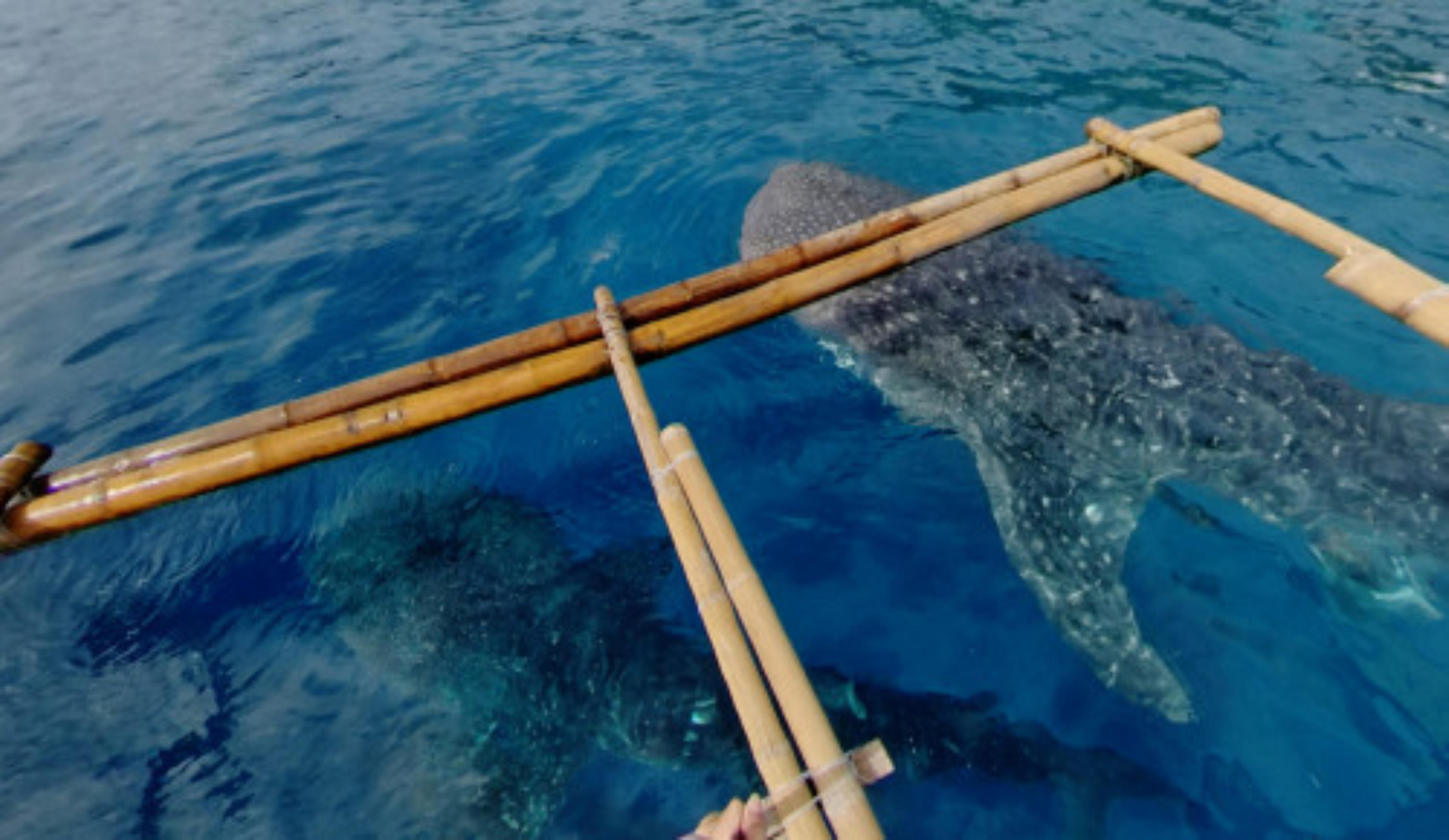Oslob Whale Shark Watching, Cebu, Philippines virtual tour preview