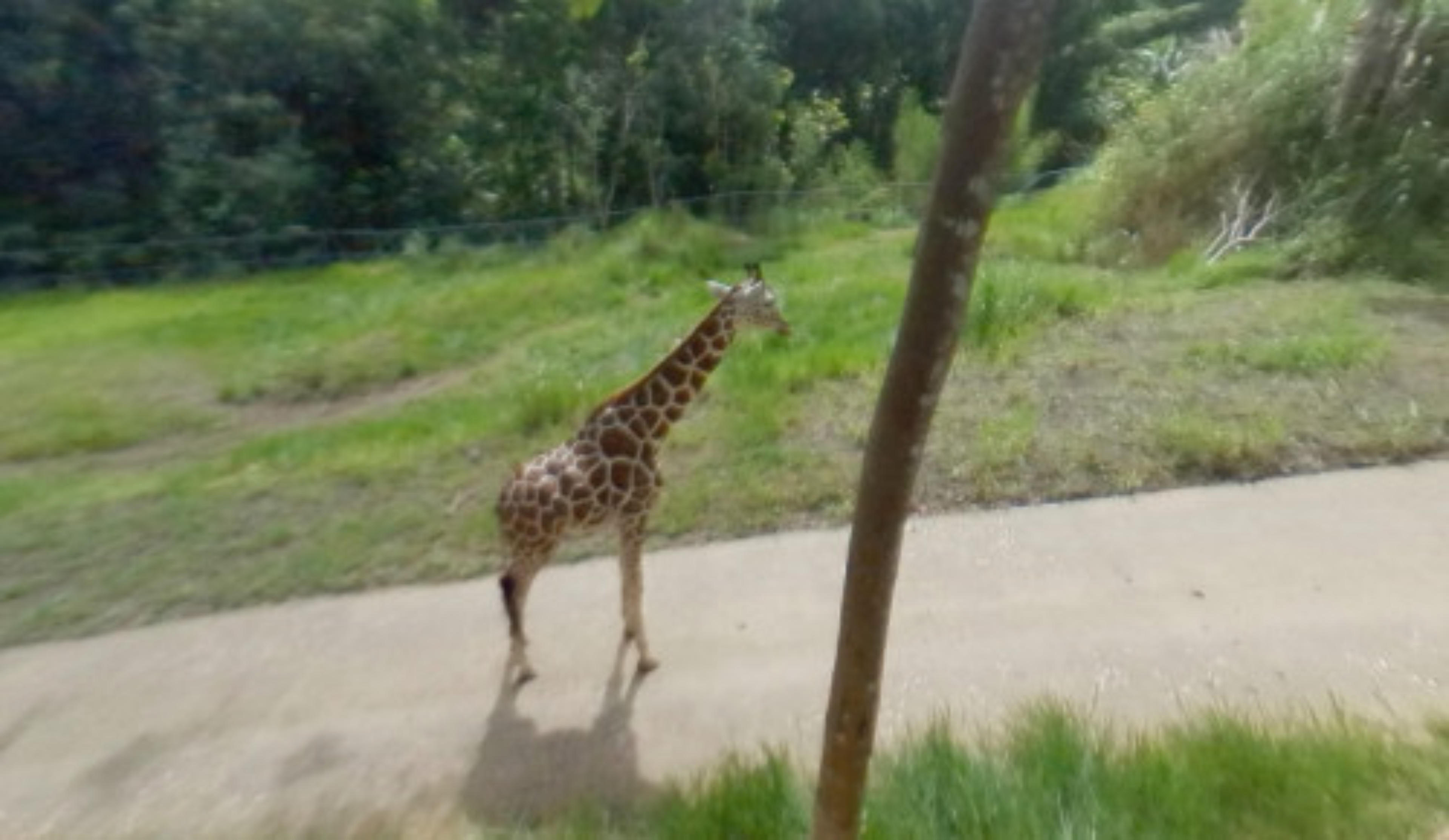 Cebu Safari and Adventure Park, Philippines virtual tour preview