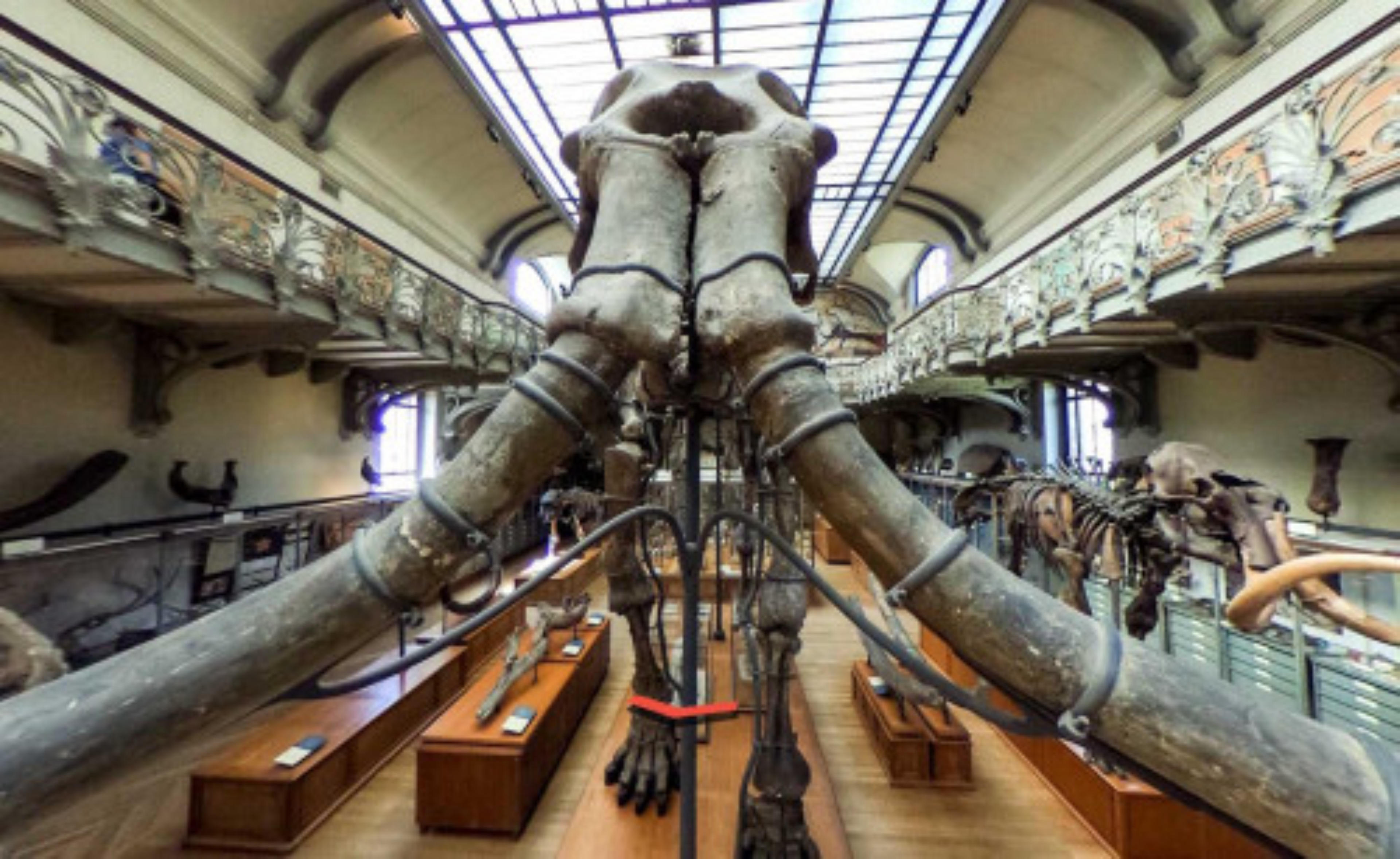Muséum National d’Histoire Naturelle virtual tour preview